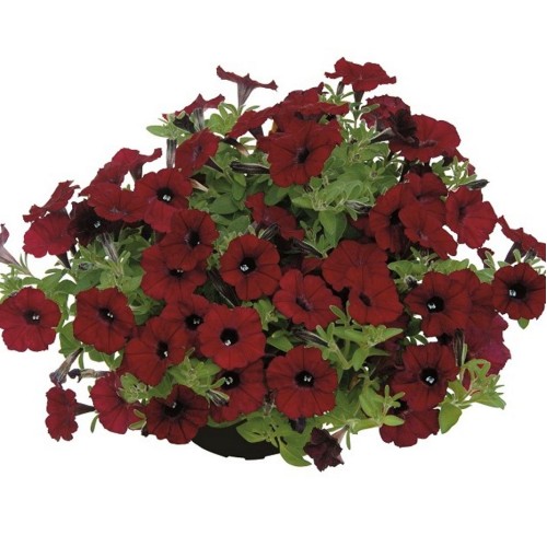 Petunia atkinsiana 'Chocolina' - Petuunia 'Chocolina' P9/0,55L